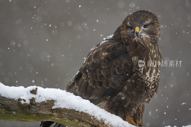 冬季常见的秃鹰(Buteo Buteo)， Białowieża，波兰。